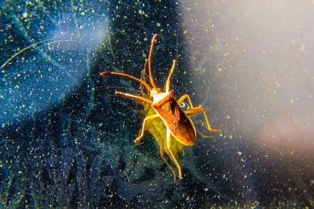 Golden light insectsの写真素材