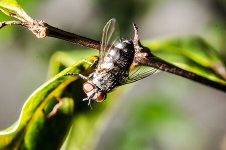 fly Leaf islandの写真素材