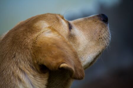 Dog Parador de Brown.の写真素材