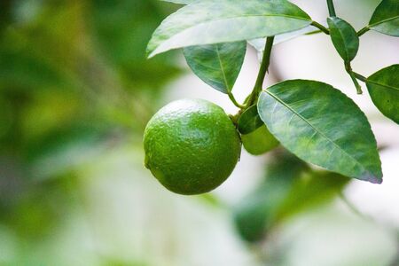 The lime-green treesの写真素材