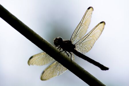 Dragonfly Colorfulの写真素材