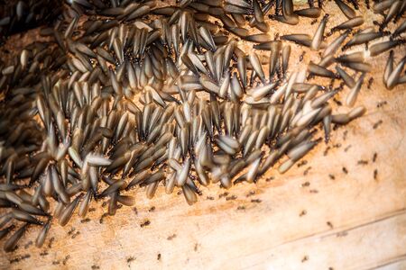 Termites eat the house.の写真素材