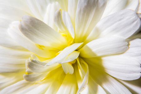 White Flower Macroの写真素材