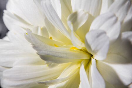 White Flower Macroの写真素材