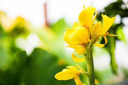 yellow flowerの写真素材