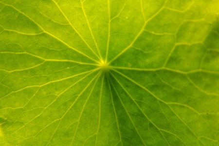 Natural Leaf Flowerの写真素材