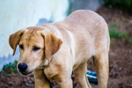 Our dog came pouring in Brownの写真素材