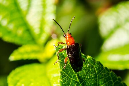 Strange insectsの写真素材