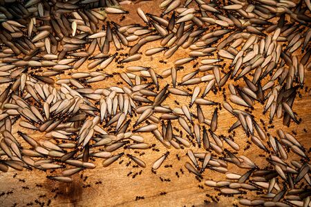 Termites eat the house.