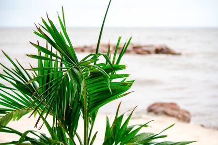 Tree by the sea Lonelyの写真素材