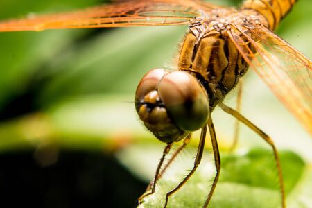 Dragonfly macroの写真素材