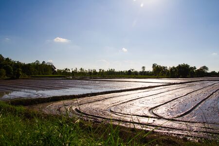 View of the evening fieldの写真素材