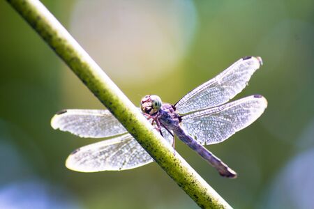 Dragonfly Colorfulの写真素材