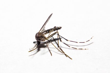 Mosquitoes  Dead mosquitoesの写真素材