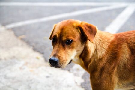Brown dog lonelyの写真素材