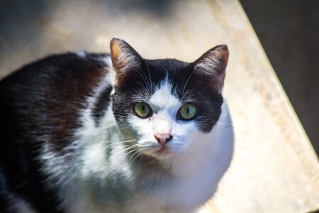 Cat, black and white stripesの写真素材