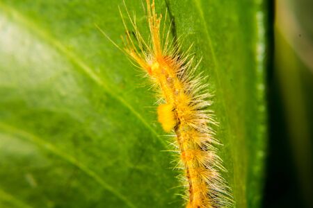 Caterpillars have hairs.の写真素材