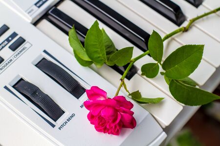 Love songs Piano with pink flowersの写真素材