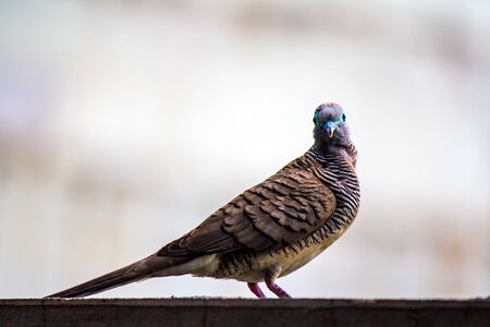 Brown dove with white backgroundの写真素材