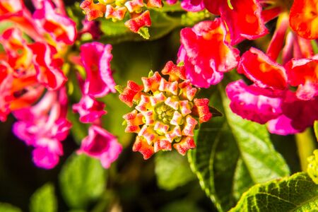 Reddish-pink flowers