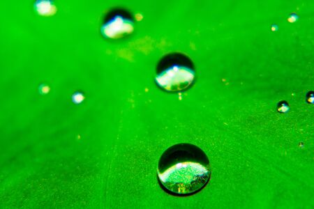 Green droplets 
Natural leavesの写真素材