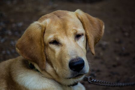 Dog Parador de Brown.の写真素材