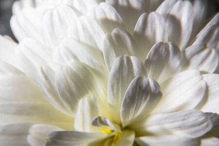 White Flower Macroの写真素材