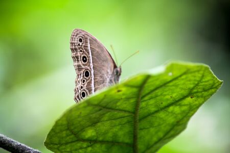 Butterflyの写真素材