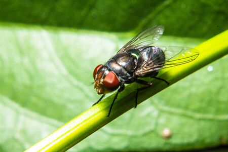Fly on the branchesの写真素材
