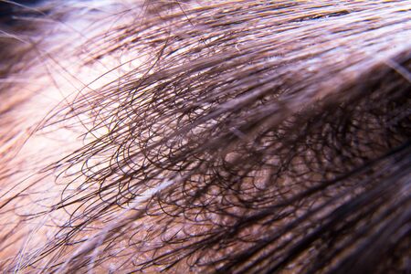 The roots of the hair, black, young and old.の写真素材