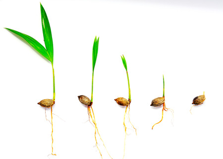 palm seedlingの写真素材