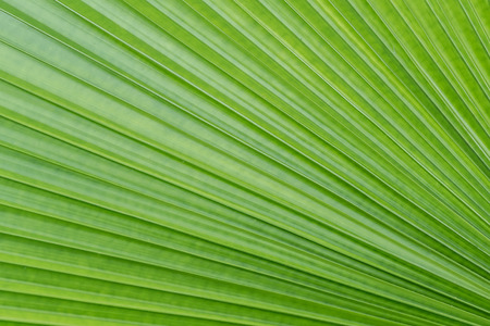 Green leaves to line the eyes.