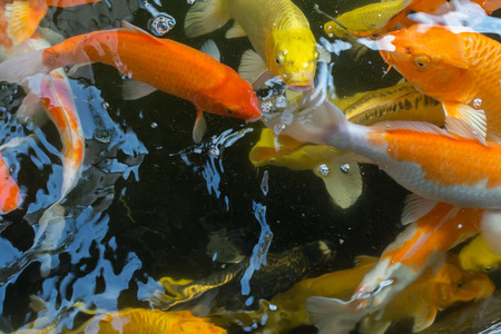 fish Koiの写真素材