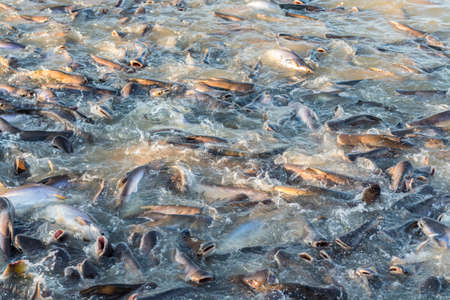 Scramble to feed the fish are in the canal.の写真素材