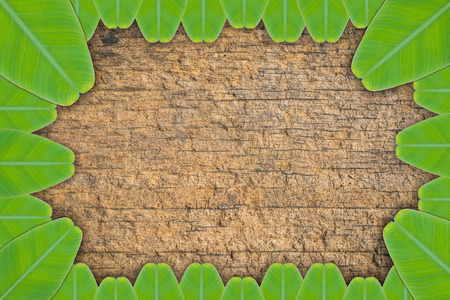 Banana leaf texture  on wood textureの写真素材