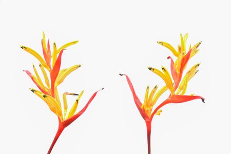 Bird Of Paradise Flowerの写真素材