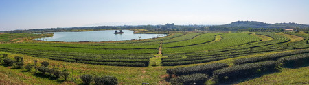 Tea Plantation. panoramaの写真素材
