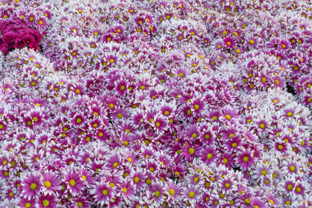 Flowers colorful backgroundの写真素材