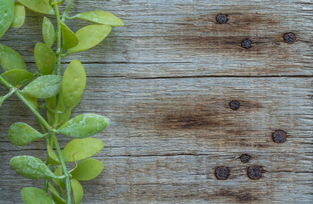 Grunge wood texture backgroundの写真素材