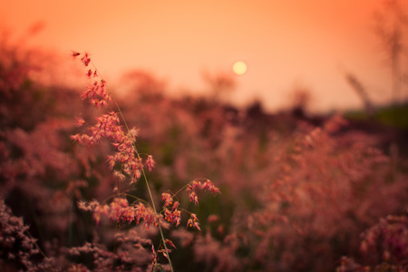 Sunset evening on the summer, natural landscapeの写真素材