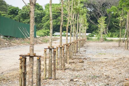 Trees planted The prevention of stroke wood frame securely.の写真素材