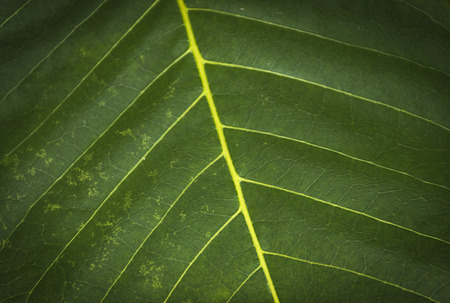 Pattern of leaf