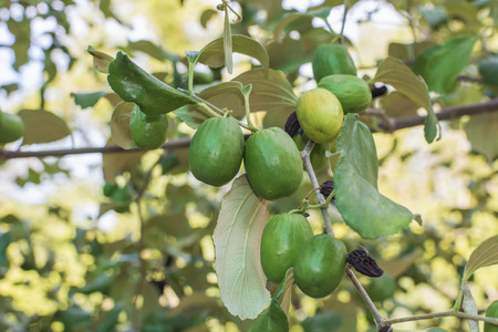 Monkey Apple Green Fruit on treeの写真素材