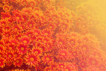 Flowers petal made with color filters, Soft Focusの写真素材