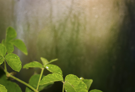 Drops on glass with leaves in rainy dayの写真素材