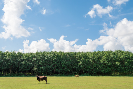 sky with cloudの写真素材