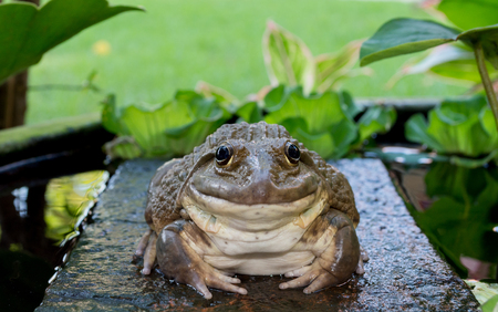 Bullfrogs sits on a stone in natureの写真素材