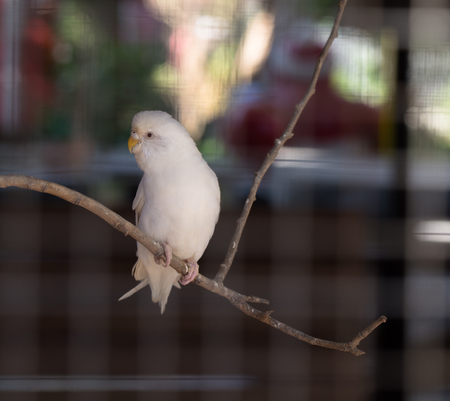 Bird Cageの写真素材