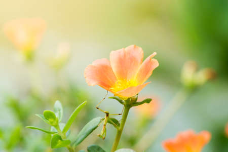 Sunset with flower. Soft Focus