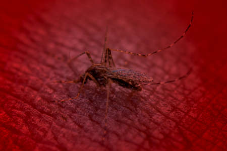 mosquito sucking blood, make red filter